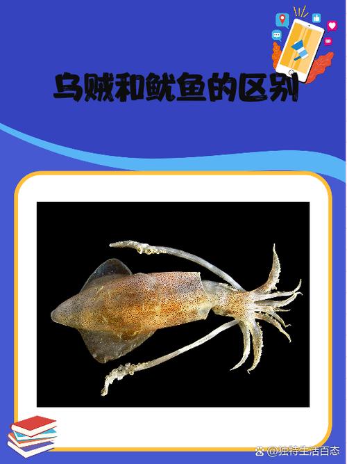 《鱿鱼4》免费观看高清缩略图
