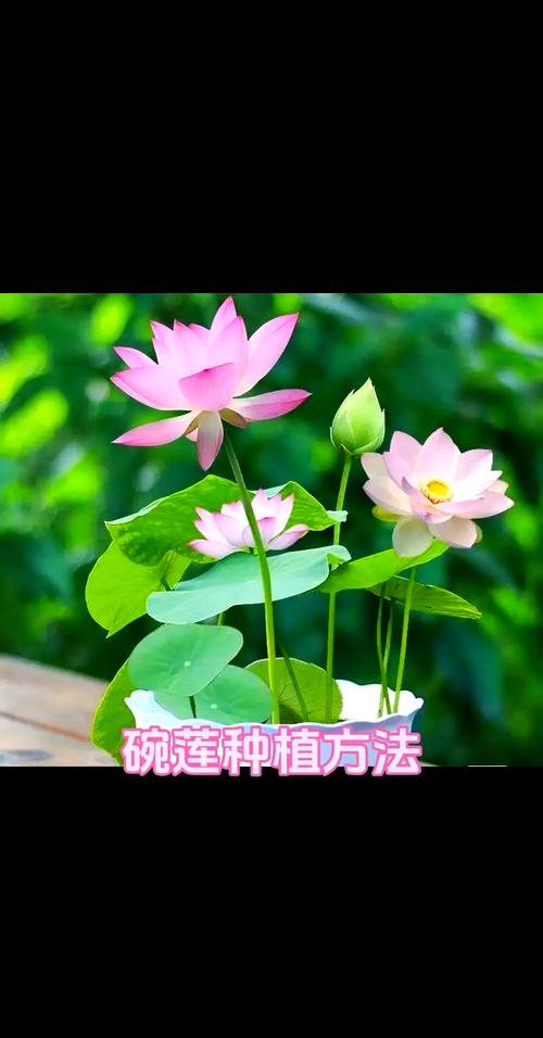 荷塘泥为什么不能种菜