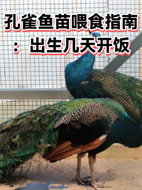 新生孔雀鱼几天喂食缩略图