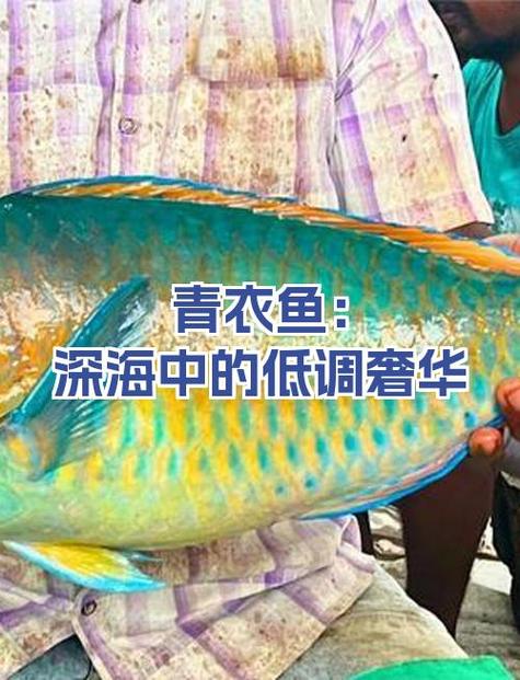 青衣鱼价格多少钱一斤缩略图