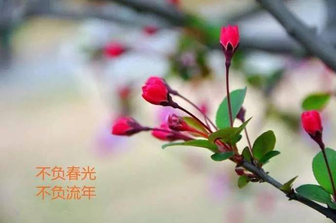 最美人间三月天,不负春光不负卿