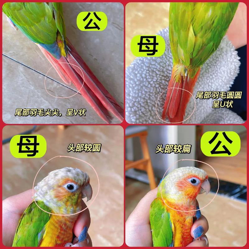 小太阳鹦鹉繁殖征兆游戏截图