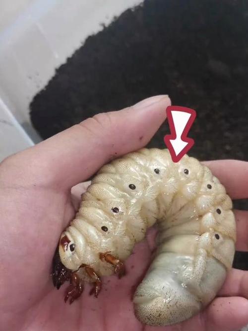 大虫子肉装