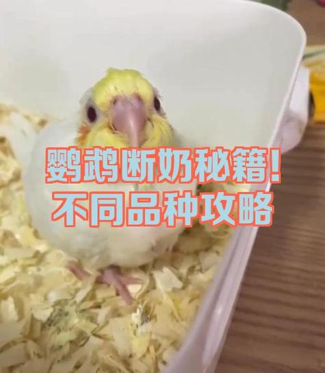 鹦鹉断奶最忌三个东西图标