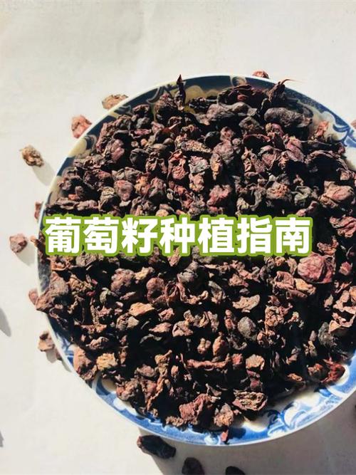 修葡萄粒的正确方法