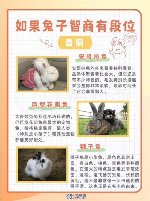 兔子智商排行榜前十名