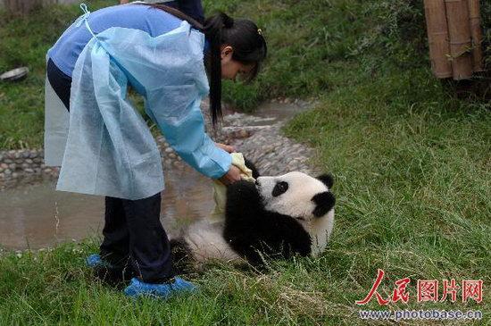 熊猫饲养员工资6000缩略图