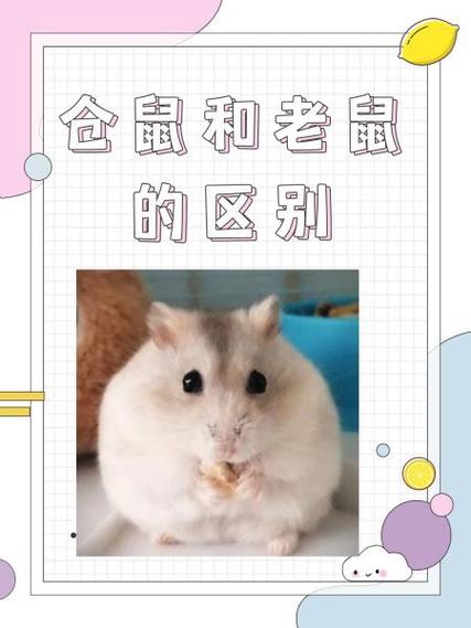 仓鼠打得过老鼠吗缩略图