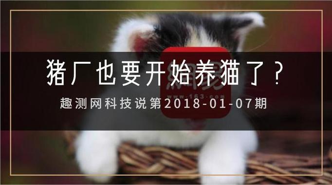 叮当区块养猫平台缩略图