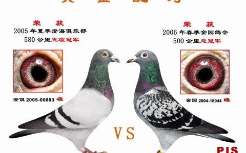 鸽眼配对图100张