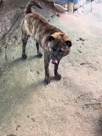 广西土猎犬的特点