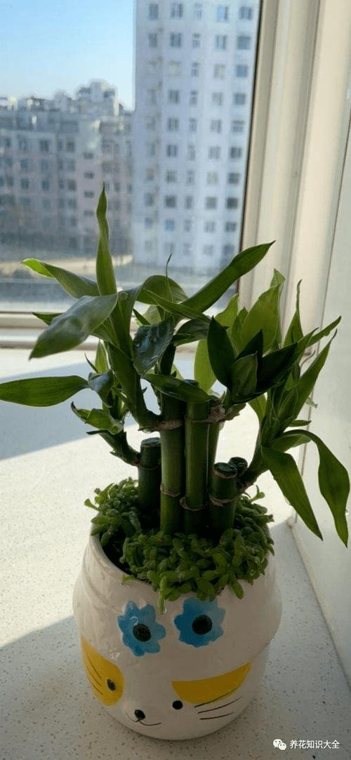 富贵竹寿命图标