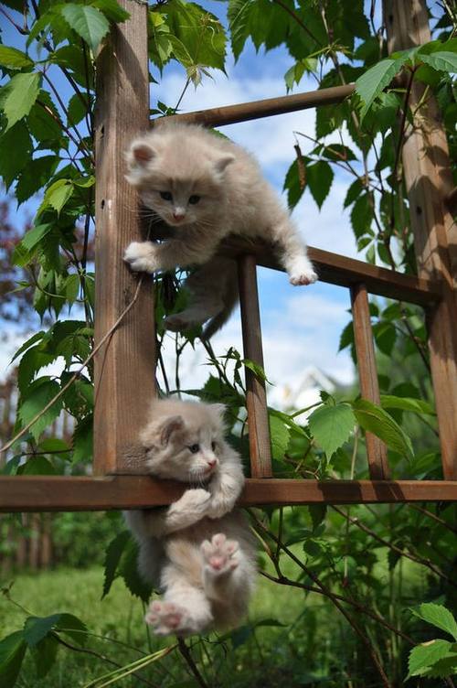 动物世界猫咪视频缩略图