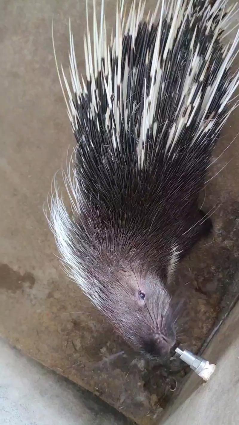 豪猪网群缩略图