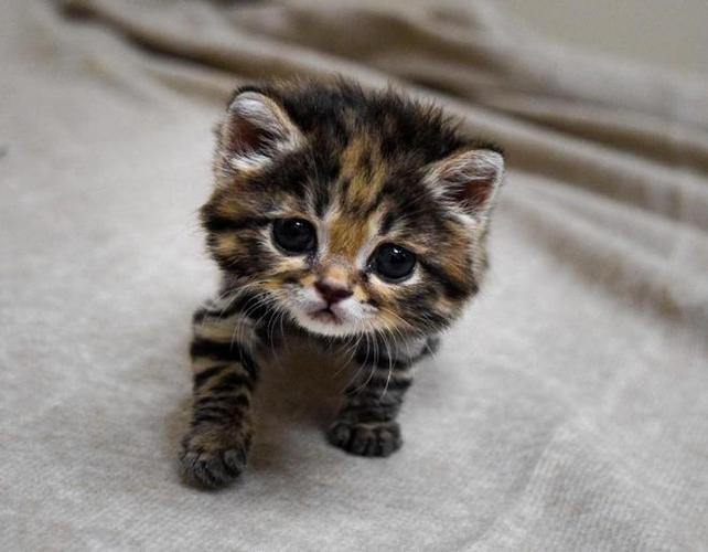 冷狮爪上的小野猫游戏截图