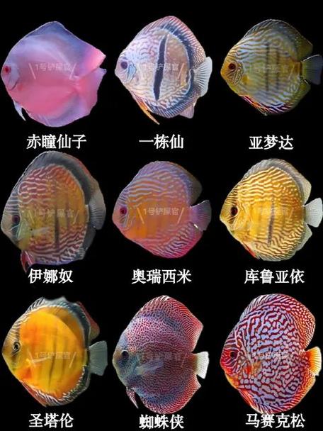 养七彩神仙鱼用黑底缸可以吗图标