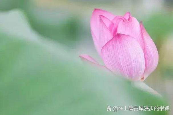 把生命调成静音