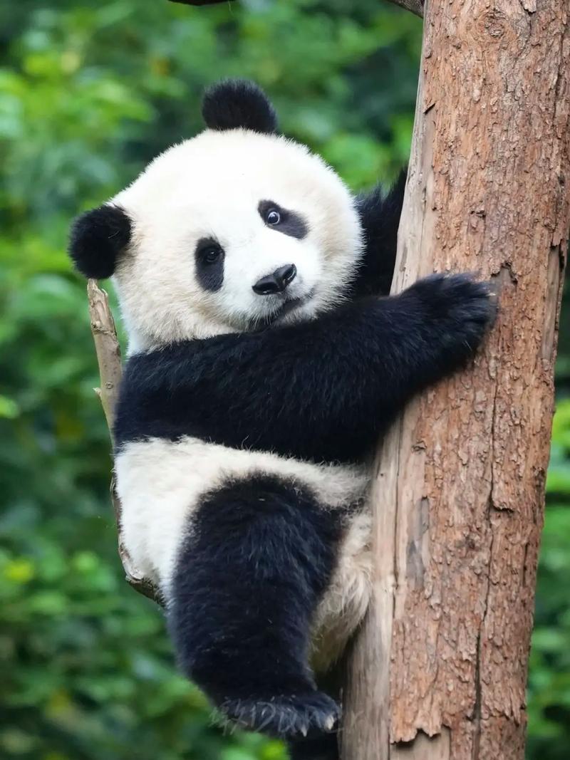 熊猫pandaAPP官网游戏截图