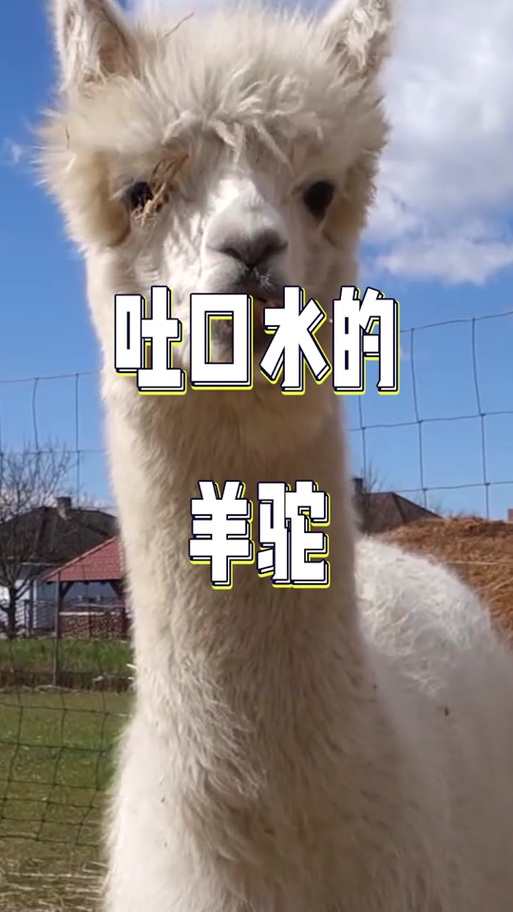 抖音网红羊驼图标