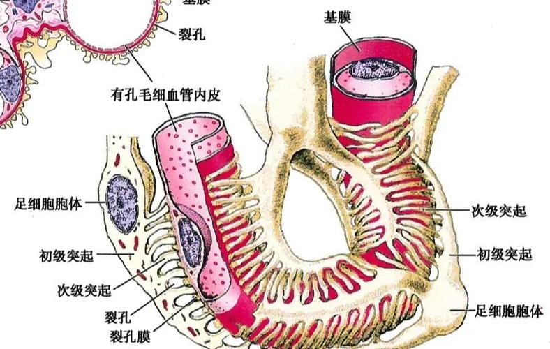 细胞防线MOD内置菜单版图标
