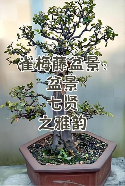 文雅有内涵的生僻字缩略图