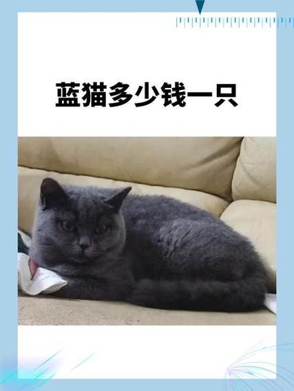 蓝猫一只多少钱缩略图