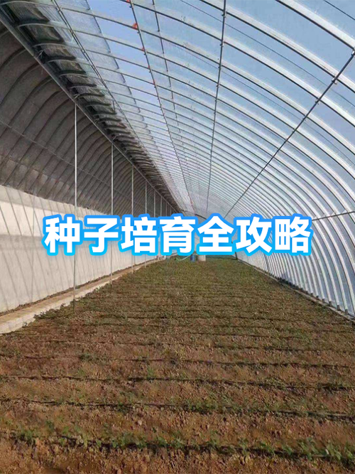 种子育苗方法全过程
