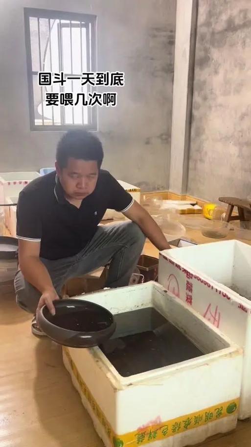 斗鱼几天喂一次缩略图