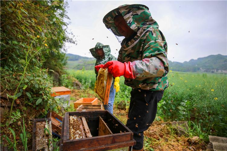 采蜂蜜的视频游戏截图
