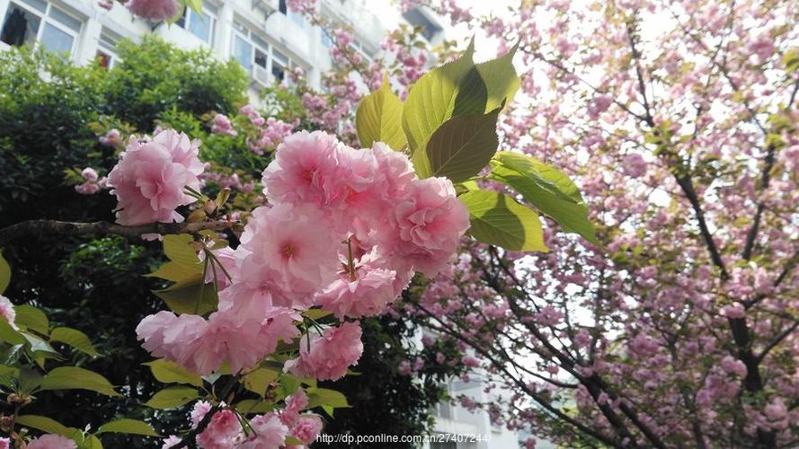 花校园樱花校园下载图标
