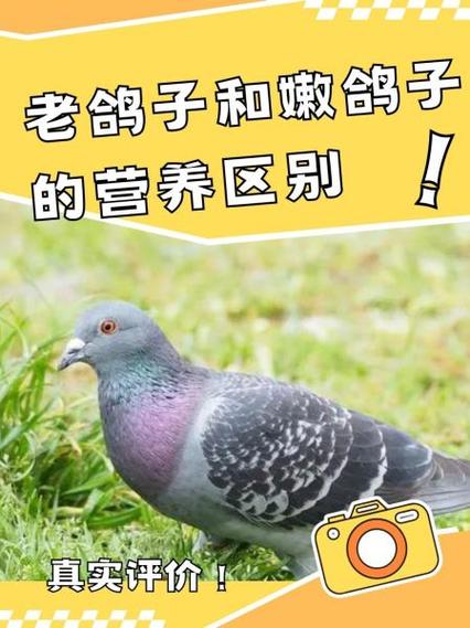 新鸽子和老鸽子的区别缩略图