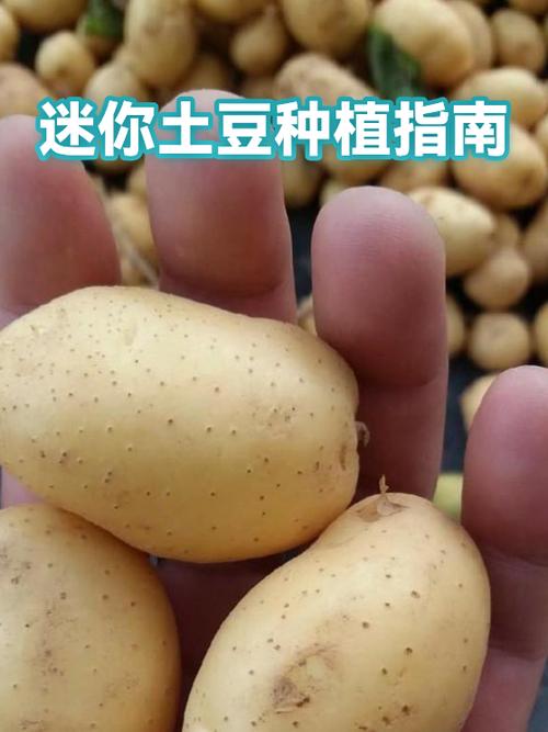 迷你土豆