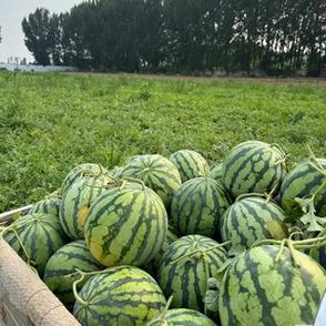 大西瓜小西瓜缩略图