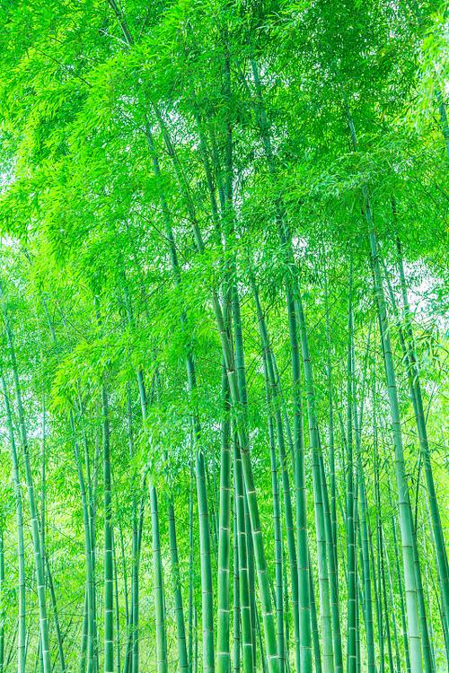 绿竹图片缩略图