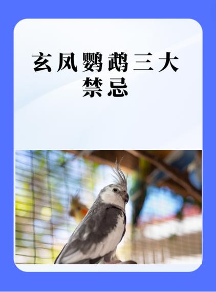 鹦鹉入屋三大忌图标