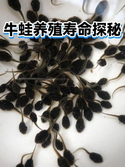 牛蛙寿命一般多久图标