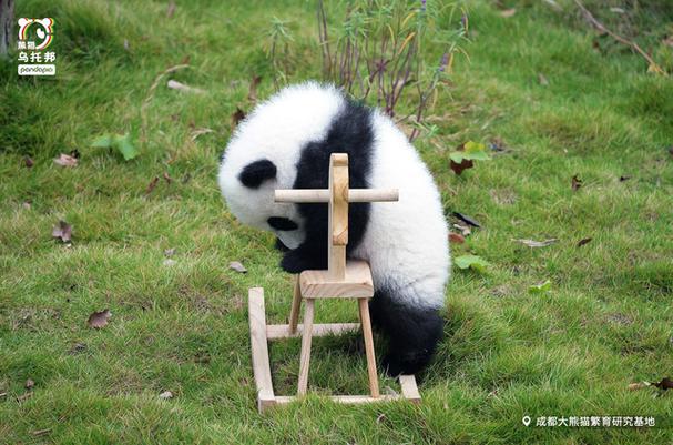 熊猫脑洞小说app缩略图