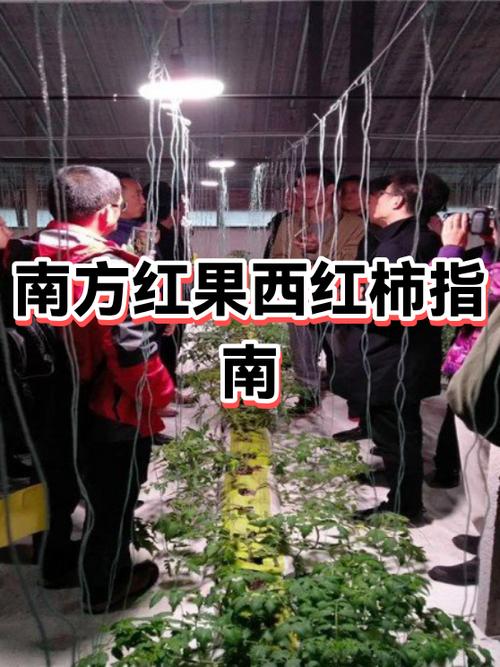 红果和番茄哪个是正品图标