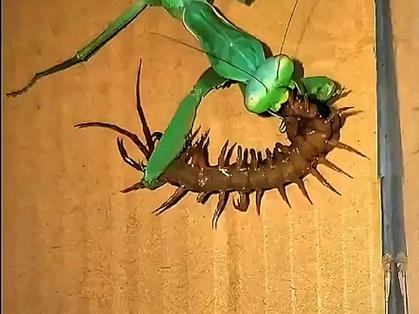 昆虫vs昆虫缩略图