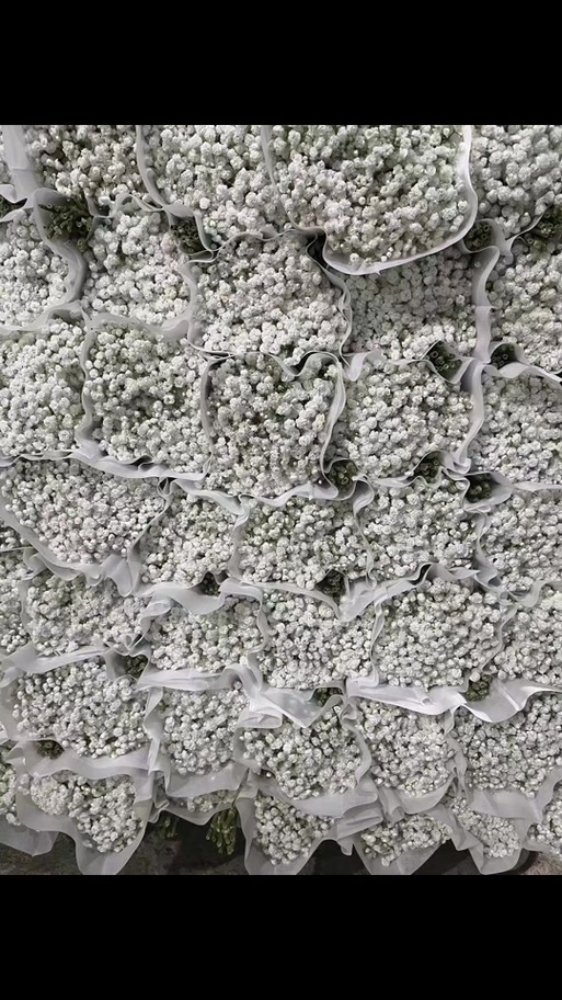 云花朵朵游戏截图