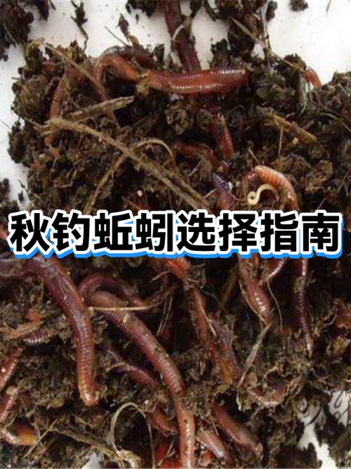 人造蚯蚓能钓什么鱼