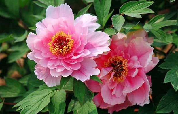 牡丹花是什么季节开的缩略图