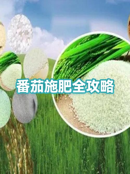 番茄真有人签不了约吗图标