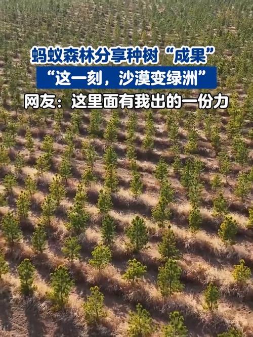 蚂蚁森林种树有啥用游戏截图