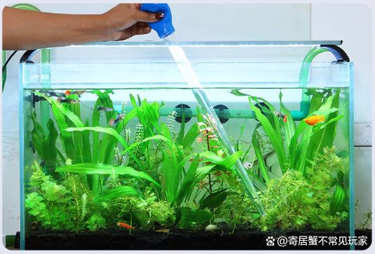 小型鱼缸鱼屎怎么处理图标