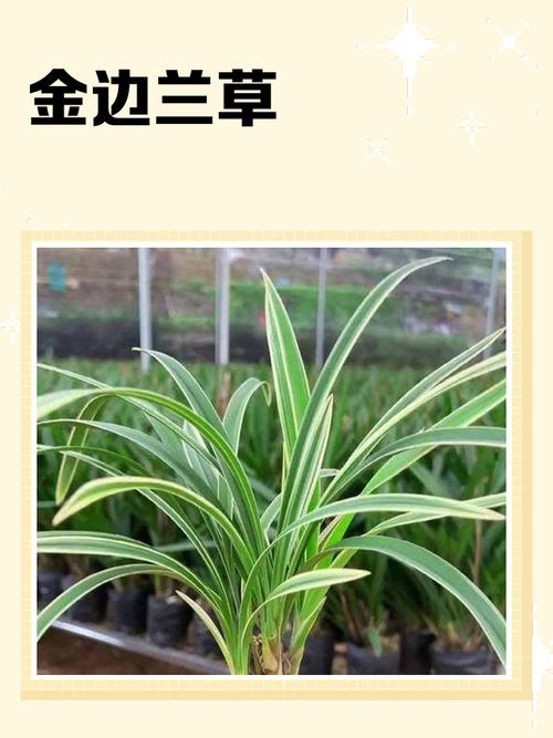 斗罗:开局金纹蓝银草