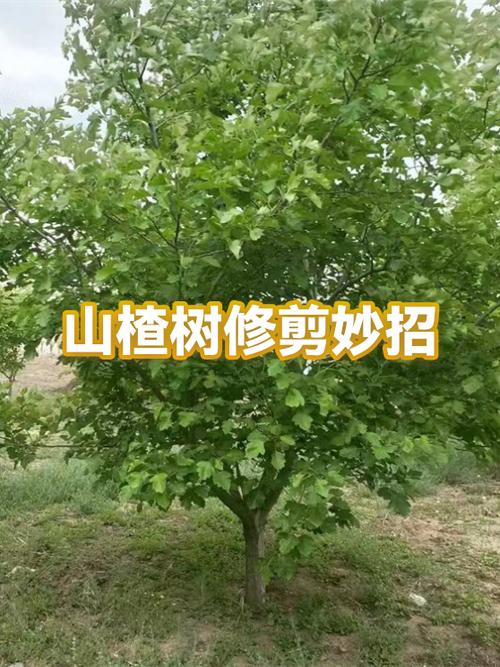山楂树剪枝最佳时间缩略图