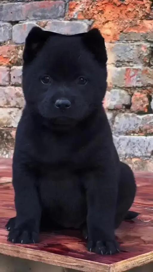 五黑犬最好三个品种缩略图