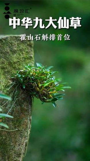 9大仙草排行图标
