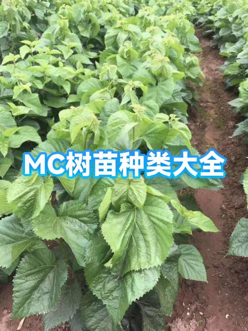 桦树笔画mc